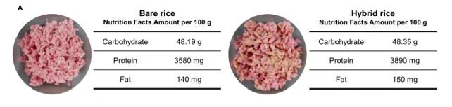 O arroz híbrido apresentou teor significativamente maior de proteína e gordura do que o arroz não tratado.