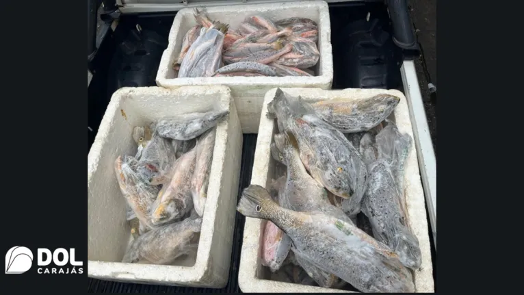 Pescados apreendidos durante a fiscalização