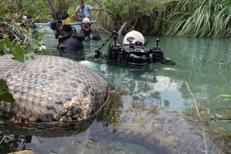 FOTOS: Fotógrafo captura sucuri gigante durante expedição