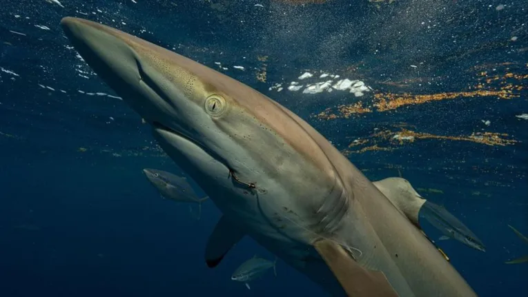 O tubarão-seda tinha ganchos na boca quando foi avistado novamente em 2023.