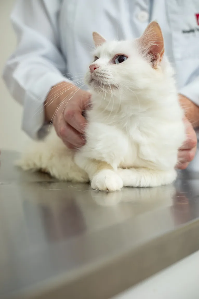 Gato idoso e interativo ao mesmo tempo: é possível?