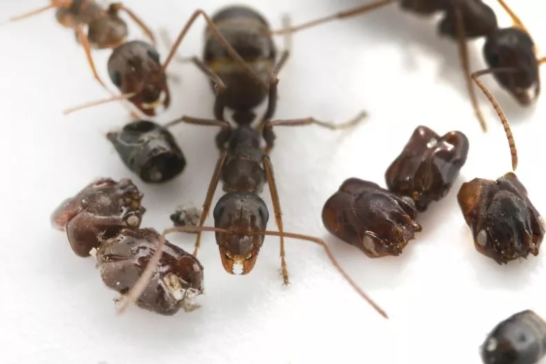 A formiga coletora de crânios da Flórida, Formica archboldi, próxima a partes do corpo de uma formiga-mandíbula.