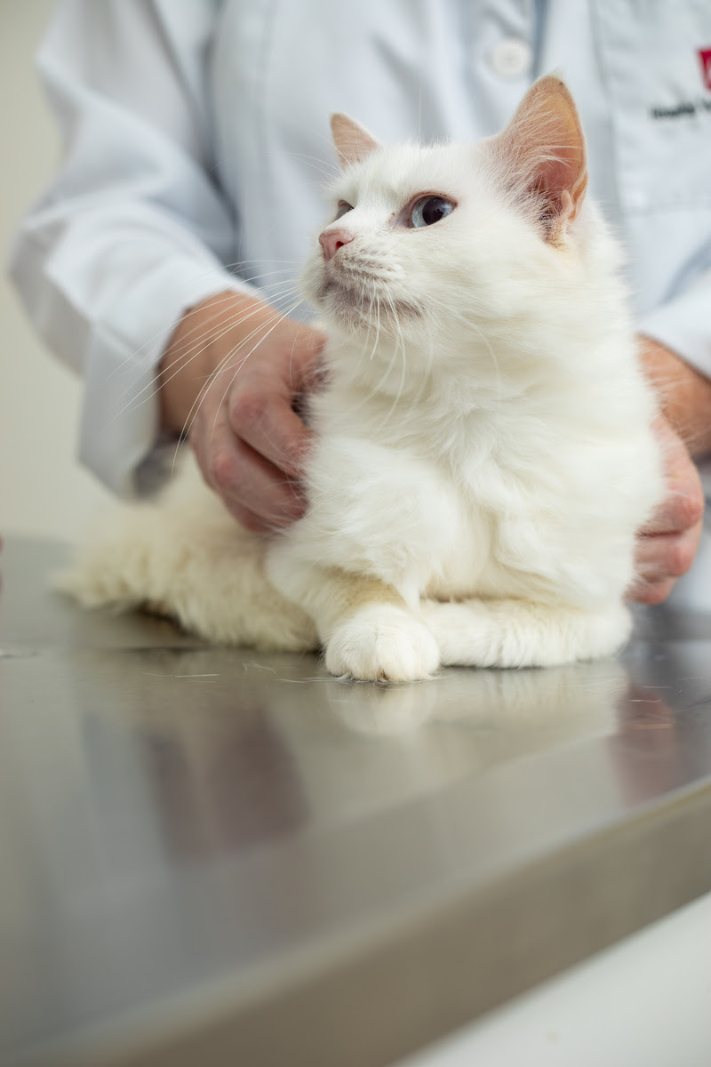 Gato idoso e interativo ao mesmo tempo: é possível?