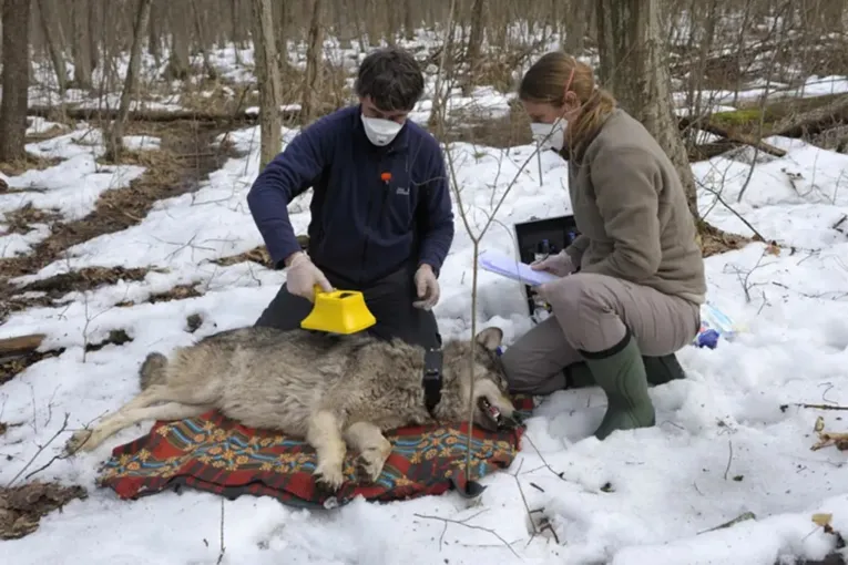 Cientistas examinam um lobo na zona de Chernobyl, medindo os níveis de contaminação radioativa.