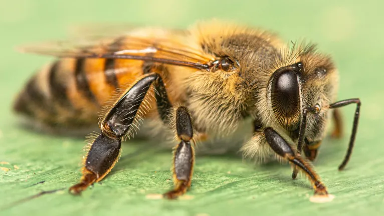 As abelhas africanizadas atacam suas vítimas em enxames inoculando grande quantidade de veneno
