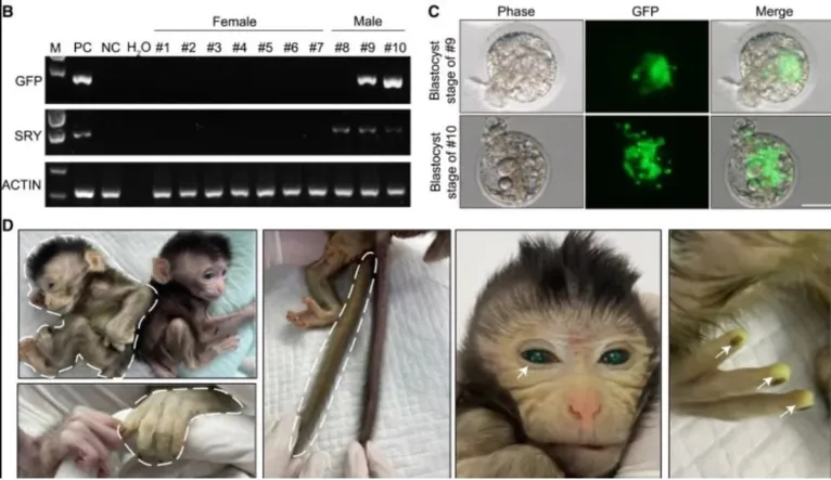 Imagem B: PCR de DNA genômico para detecção de GFP, SRY e actina na ponta da orelha da prole nascida viva e outros tecidos dos fetos abortados.
Imagem C: embriões quiméricos no estágio de blastocisto.
Imagem D: mostrando os sinais de fluorescência verde em diferentes partes do corpo do macaco quimérico nascido vivo