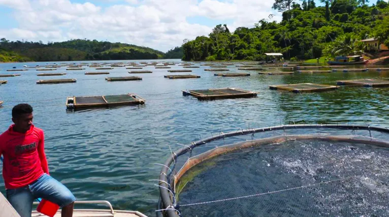 O lago de Tucuruí apresenta rica diversidade econômica, que permite atividades como pesca, aquicultura e pecuária