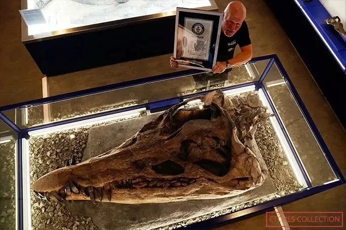 Dr Steve Etches com o crânio recorde do Pliosaurus e o certificado do Guinness World Records