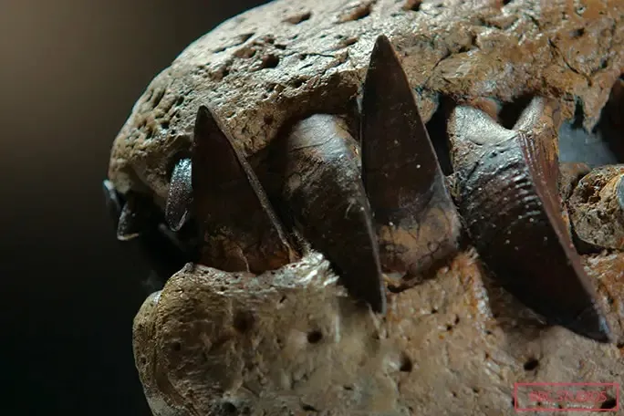Detalhes das presas do monstro marinho encontrado em escavação