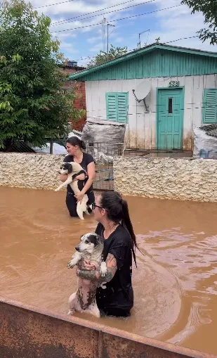 Voluntárias da ONG Campo Bom Pra Cachorro salvam cães de casa inundada