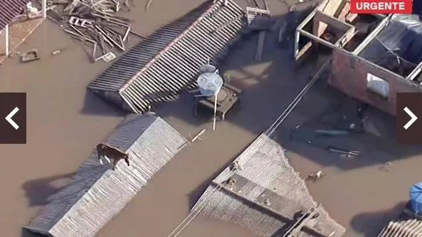 Imagem feita de cima mostra Caramelo ilhado em telhado de casa