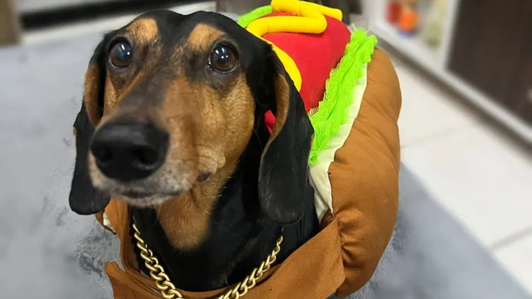 Criado em junho de 2023, o Clube Dachshund Belém reúne tutores da raça na capital paraense para troca de informações, serviços e parcerias relacionadas aos pets.