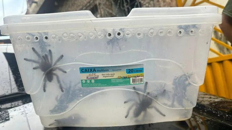Foram encontrados 40 frascos de ovos de tarântula, um tipo de aranha caranguejeira.