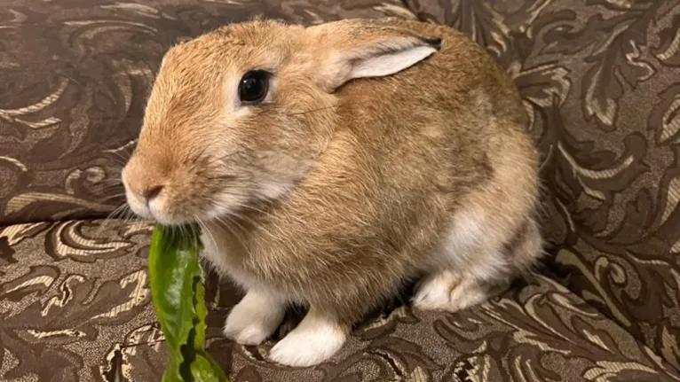 A coelhinha da veterinária Glenda é muito dócil.