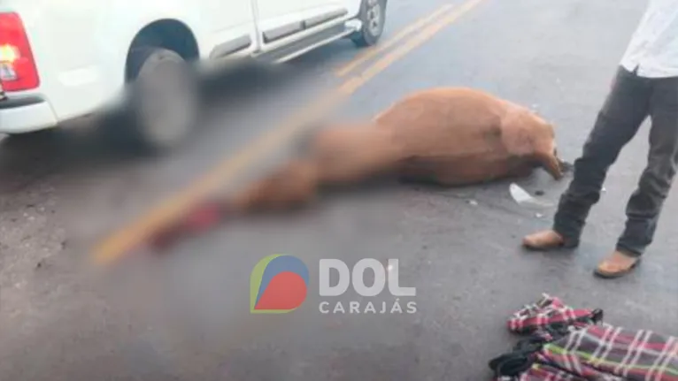 Vaca também morreu na colisão