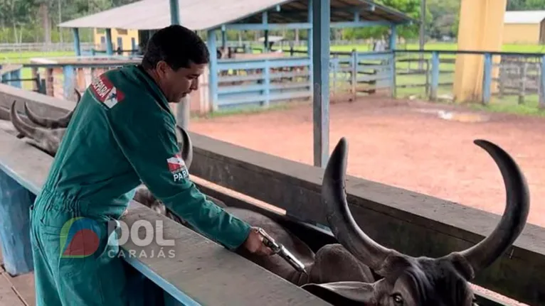 Com um rebanho formado por mais de 26 milhões de animais, o Pará é o segundo estado com maior rebanho do país