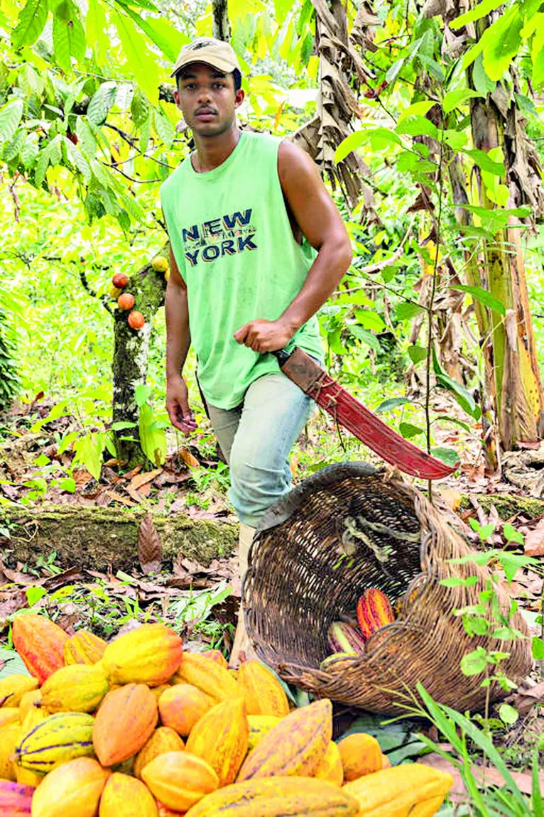 A novela Renascer trouxe o plantio do cacau para o horário nobre