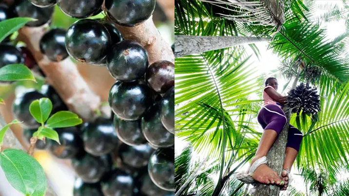 A jabuticaba e o açaí: parecidos para quem desconhece, um oceano de diferença para quem vive a cultura nortista.