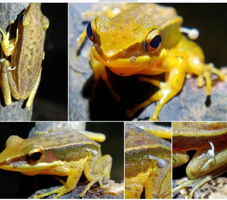 O sapo é da espécie de dorso-dourado-de-Rao (Indosylvirana intermedia), estava “vivo e se movimentando”, pois a interação com fungos.