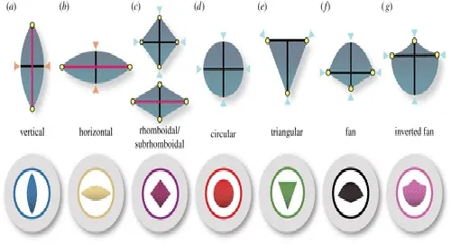 Figura 2. Formas das pupilas em rãs e sapos (Anura) e critérios utilizados para defini-las. Nas pupilas verticais e horizontais ( a , b ), existe um eixo predominante (linha vermelha) que é ortogonal a um eixo secundário menor (linhas pretas). Essas pupilas apresentam contração alongada e o eixo não predominante está contraído (pontas de seta laranja). Todas as outras formas de pupila ( c , d , e , f , g ) têm uma contração isométrica, conservando sua forma através de uma contração semelhante dos eixos principais (pontas de seta azuis). Nas pupilas romboidais/subromboidais ( c ), o eixo horizontal pode predominar, mas a contração é sempre isométrica. Os pontos de inflexão (pontos amarelos) representam ângulos na margem da pupila. (Versão online em cores.)