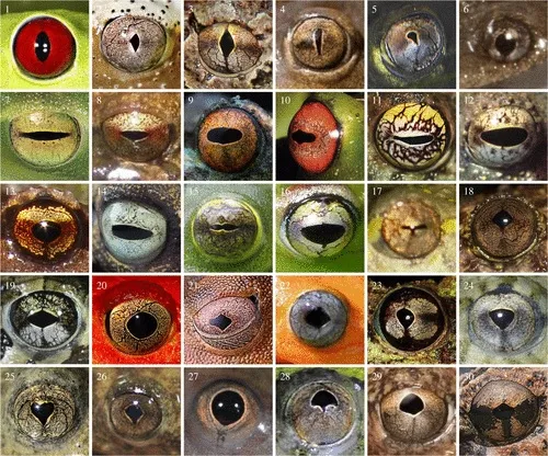 Figura 1. Diversidade de formatos de pupilas em rãs e sapos adultos. Foram definidas sete formas gerais de pupila, com notável diversidade interna na maioria delas: vertical (1–6), horizontal (7–17), romboidal/subromboidal (18–23), triangular (24–26), circular (27). ), ventilador (28–29), ventilador invertido (30). 1, Agalychnis callidryas (Hylidae); 2, Afrixalus fornasini (Hyperoliidae); 3, Limnomedusa macroglossa (Alsodidae); 4, Pelobates fuscus (Pelobatidae); 5, Calyptocephalella gayi (Calyptocephalellidae); 6, Pipa pipa (Pipidae); 7, Sphaenorhynchus lacteus (Hylidae); 8, metabates de Pristimantis (Craugastoridae); 9, Boophis pauliani (Mantellidae); 10, Aplastodiscus cavicola (Hylidae); 11, Itapotihyla langsdorffii (Hylidae); 12, Chiromantis rufescens (Rhacophoridae); 13, Eupsophus roseus (Alsodidae); 14, Hyloscirtus ptychodactylus (Hylidae); 15, Espadarana durrellorum (Centrolenidae); 16, Boophis lilianae (Mantellidae); 17, Hyperolius marmoratus (Hyperoliidae); 18, Nyctibatrachus karnatakaensis (Nyctibatrachidae); 19, Odontophrynus americanus (Odontophrynidae); 20, Dyscophus antongilii (Microhylidae); 21, Boana geográfica (Hylidae); 22, Morerella cianoftalma (Hyperoliidae); 23, Spinomantis aglavei (Mantellidae); 24, Crinia sloanei (Myobatrachidae); 25, Bombina variegata (Bombinatoridae); 26, Barbourula busuangensis (Bombinatoridae); 27, Xenopus laevis (Pipidae); 28, Occidozyga lima (Dicroglossidae); 29, Ranoidea cryptotis (Hylidae); 30, Phrynella pulchra (Microhylidae).