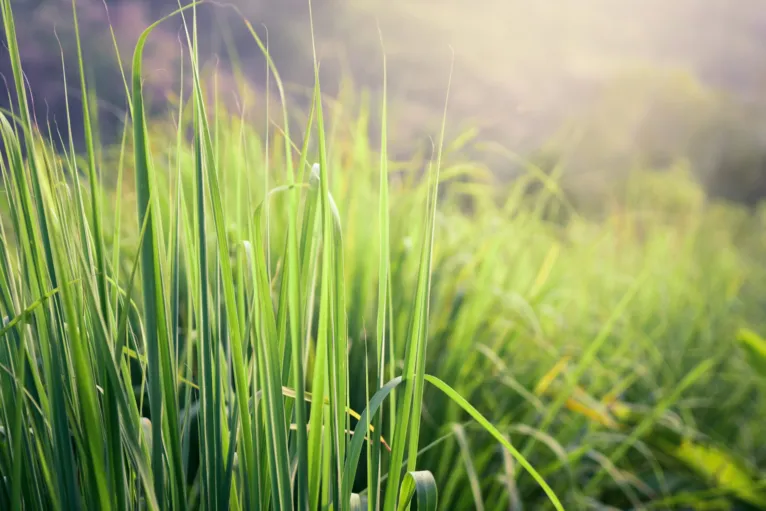 Conheça 4 plantas que podem deixar sua casa livre de ratos 