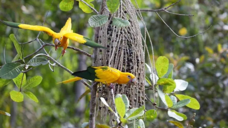 O projeto é fundamental para trazer a reinserção das aves ao Meio Ambiente.