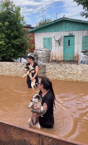 Voluntárias da ONG Campo Bom Pra Cachorro salvam cães de casa inundada