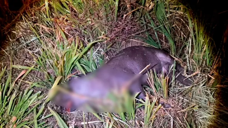 O animal, que parece ser uma anta ou capivara, também morreu no local do acidente