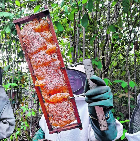 Pará se destaca com a maior cadeia produtiva de abelhas