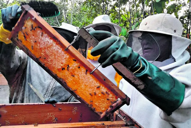 Pará se destaca com a maior cadeia produtiva de abelhas