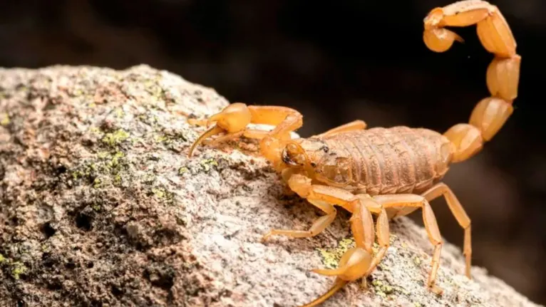 A maioria dos acidentes envolve serpentes, aranhas e escorpiões.