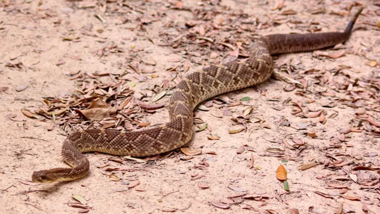 Cascavéis são aparentes também em áreas de mata