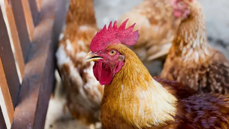 Apesar do estado de emergência declarado, o Ministério da Agricultura garante que o consumo de frangos e ovos inspecionado