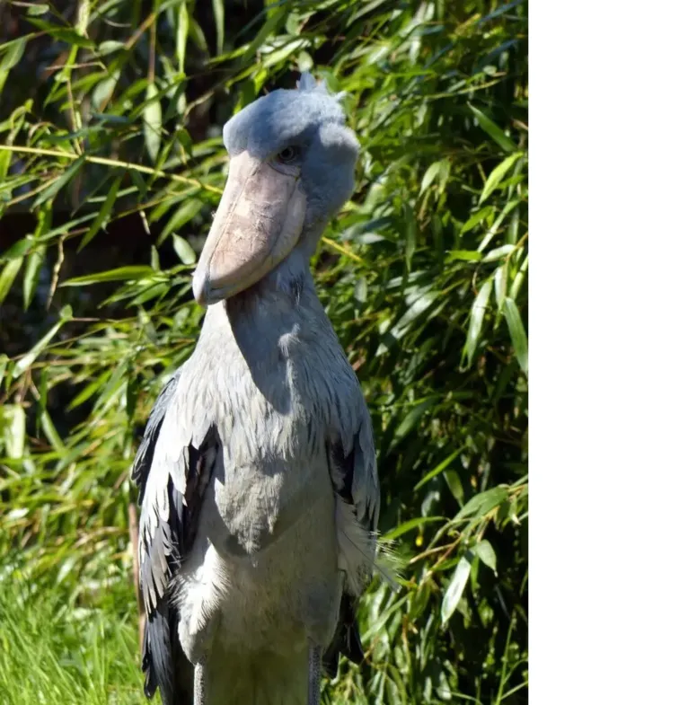 O Bico-de-sapato, conhecido cientificamente como Balaeniceps rex, é uma das aves mais enigmáticas e impressionantes do mundo.