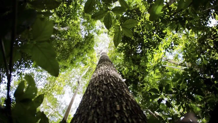 A floresta em pé sempre foi de interesse indígena