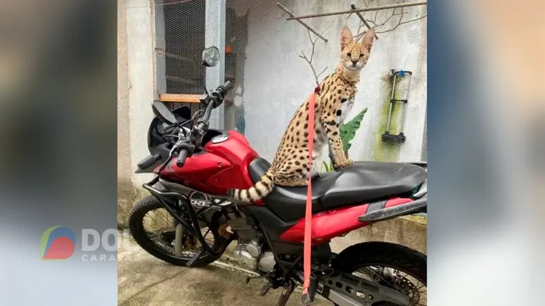 Oruam tem viralizado nas redes ao mostrar o tamanho impressionante do felino