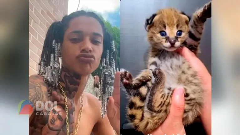 casal já tem um gato Savannah F1 e o novo filhote será da mesma linhagem