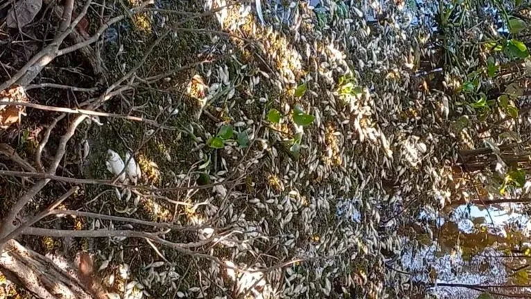 Peixes mortos no Lago Vermelho, na divisa entre Marabá e Itupiranga, no sudeste do Pará