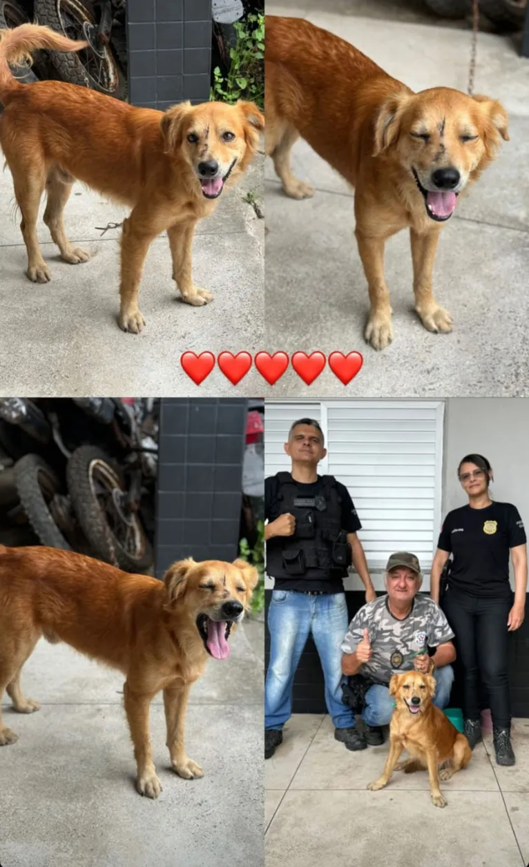 O cachorro, batizado de Buba, foi adotado e passa bem.