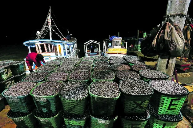 Muitos feirantes trabalham na madrugada trazendo o açaí que vem das ilhas para a capital paraense.