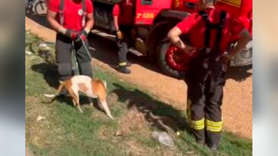 Corpo de Bombeiros foi acionado e fez o resgate do animal