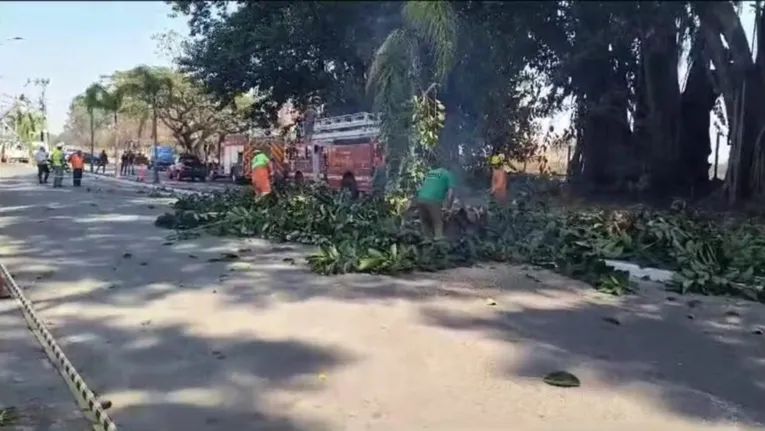 Bombeiro sofreu queda enquanto podava uma árvore