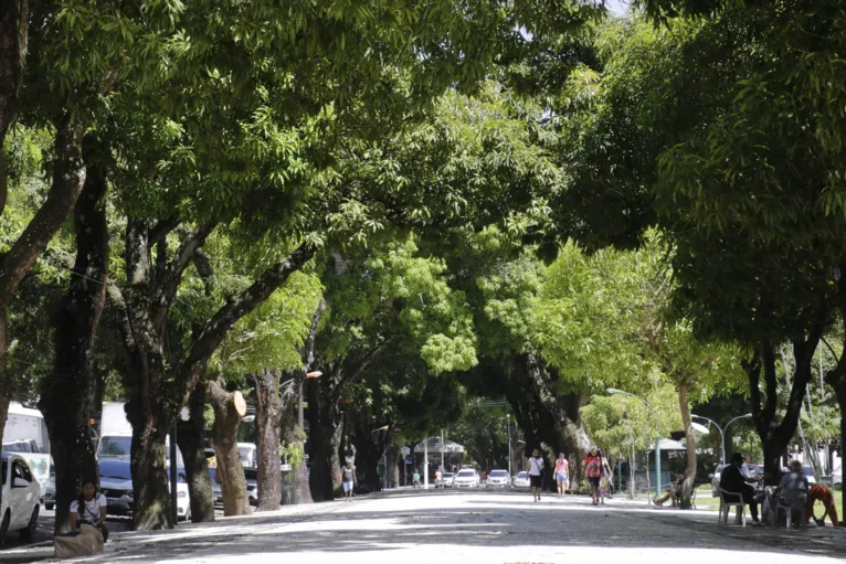 Túnel de mangueiras no centro de Belém indica concentração de árvores em áreas com Nazaré e Batista Campos.