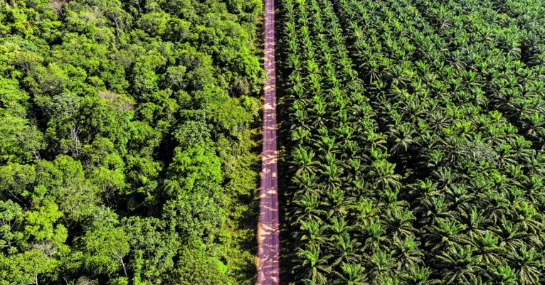 Agropalma completa 42 anos transformando vidas no Pará