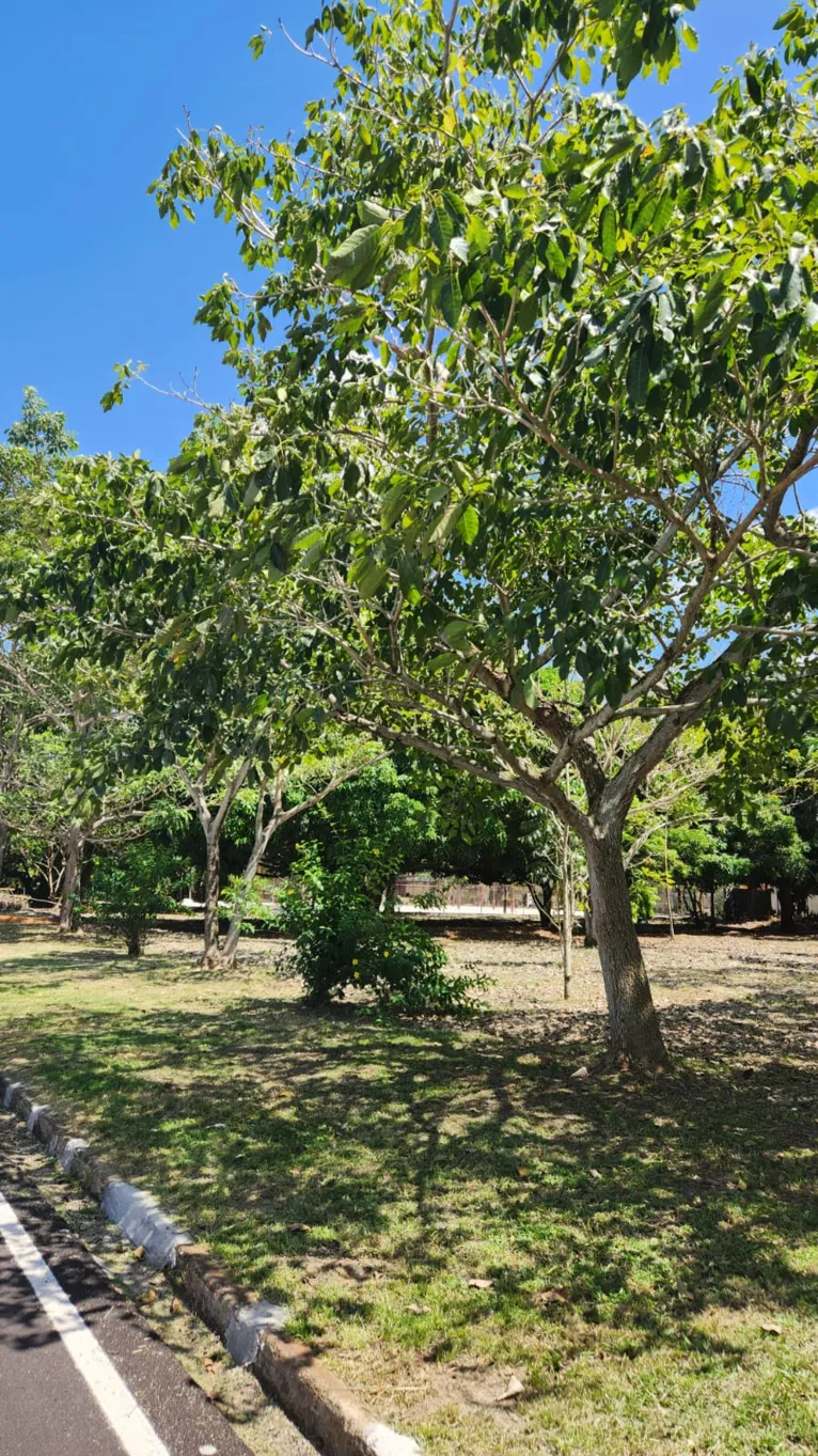 "Plantadores de floresta" cultivam ipês para o futuro