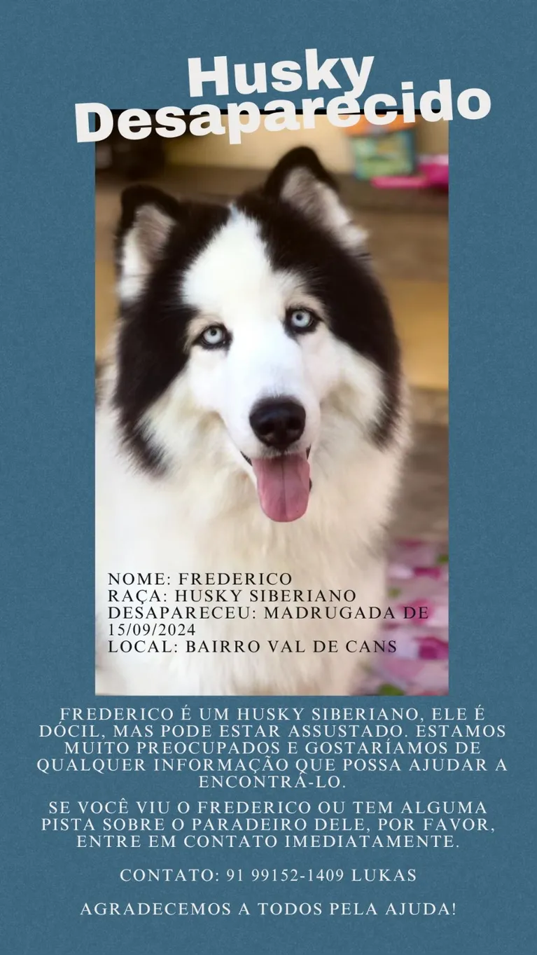 Belém: família pede ajuda para encontrar cão desaparecido