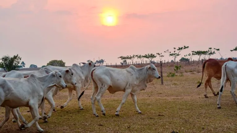 Adepará estabelece a padronização para a identificação de bovinos e bubalinos no Pará