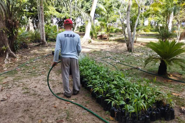 Custodiados contribuem na arborização e paisagismo em Belém