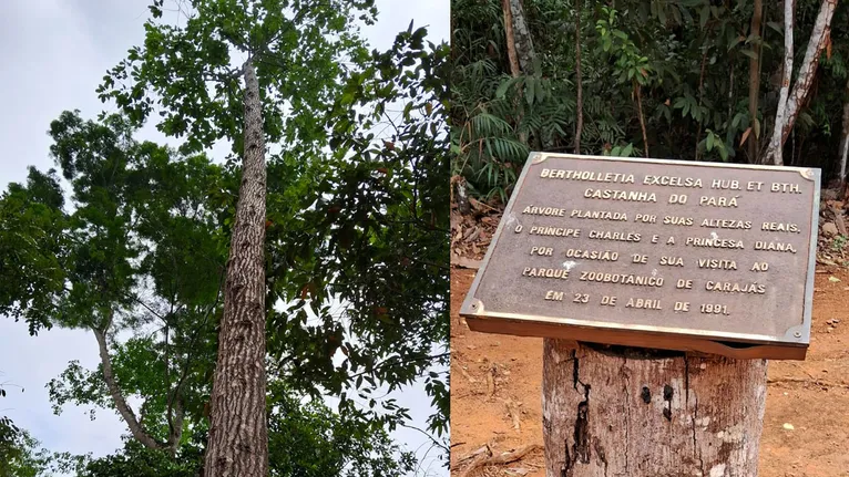 Castanheira plantada pelo então príncipe Charles e pela princesa Diana durante visita ao Bioparque Amazônia, em Carajás, é uma das atrações.